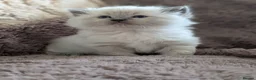 Ragdoll cats for sale: Six WK old Ragdoll kittens - Advert 1