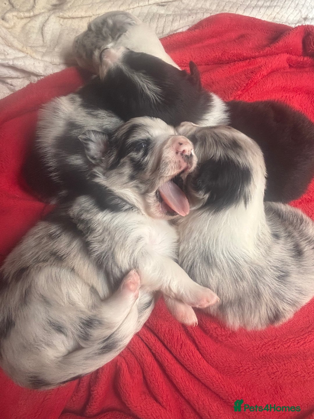 Border Collie dogs for sale: Fluffy long coat Blue merle border collie puppies - Image 4