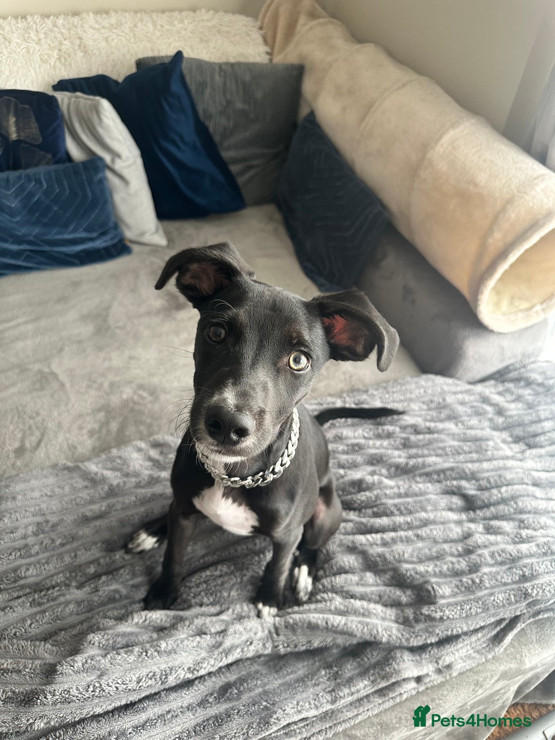 Mixed Breed dogs for sale: Reggie  - Image 3