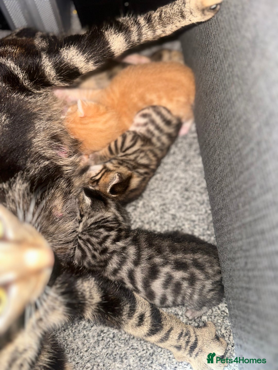 Manx cats for sale: Beautiful Banx Kittens  - Image 24