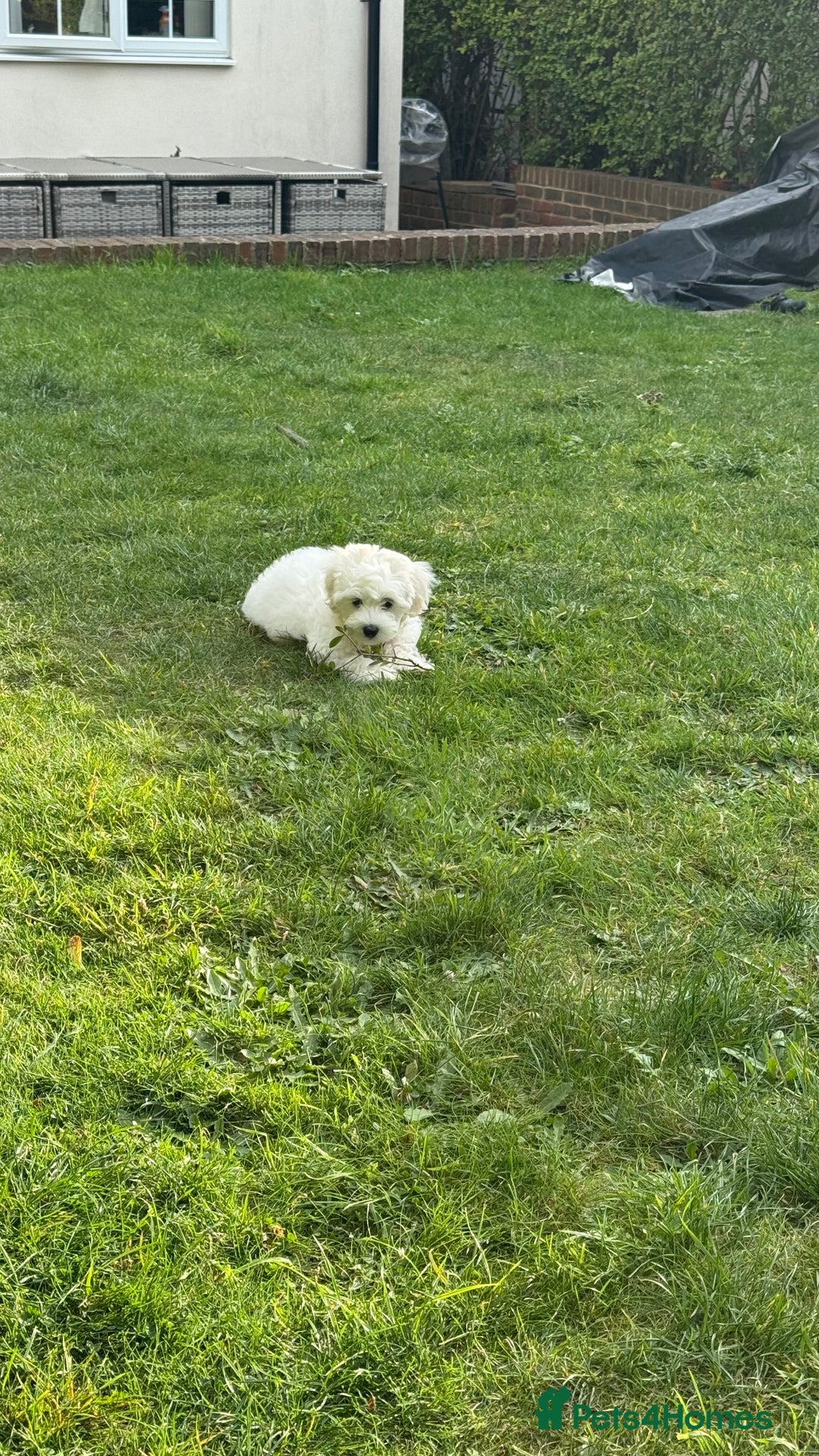 Maltese dogs for sale: Puppy - Image 4