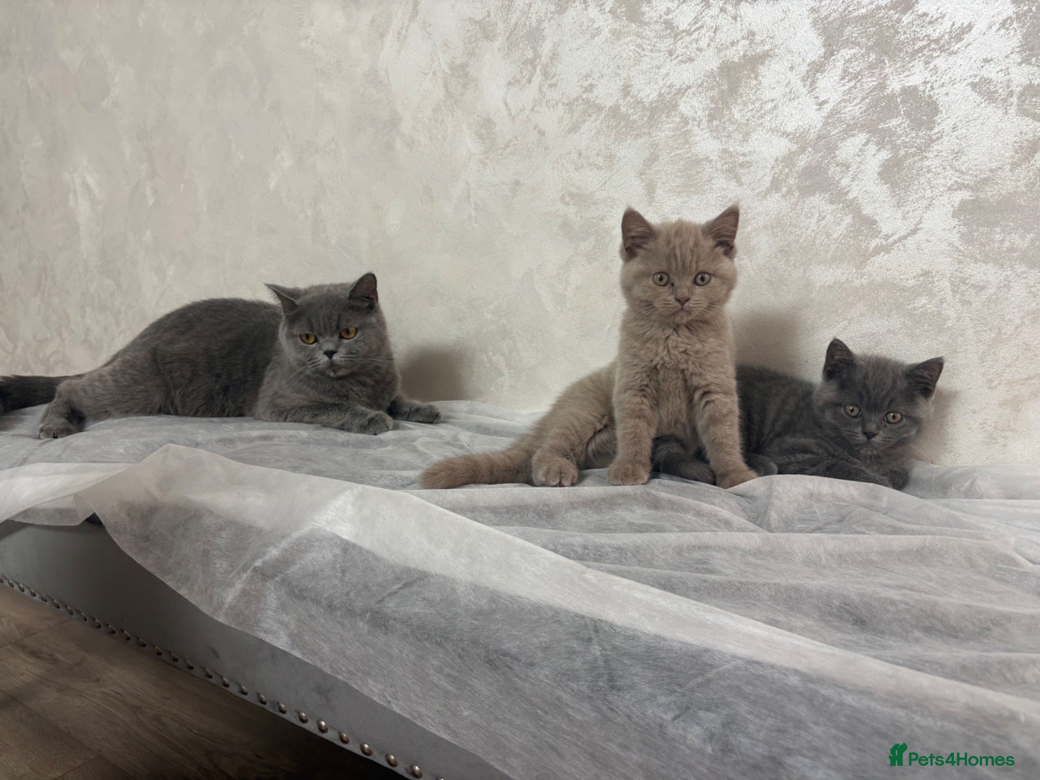 British Shorthair cats Pure British Shorthair - Advert 1