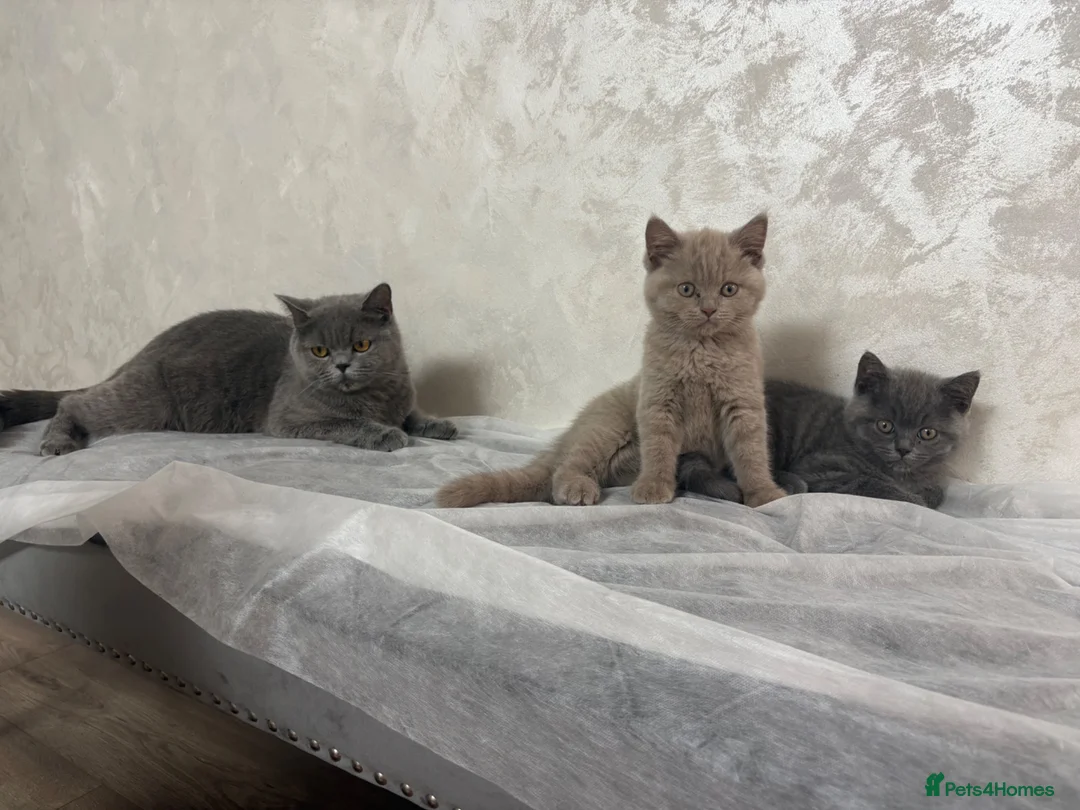British Shorthair cats for sale: Pure British Shorthair - Advert 1