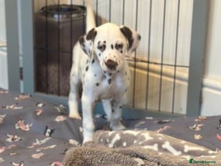 Dalmatian dogs Ready to leave. Only 1 boy available - Advert 5