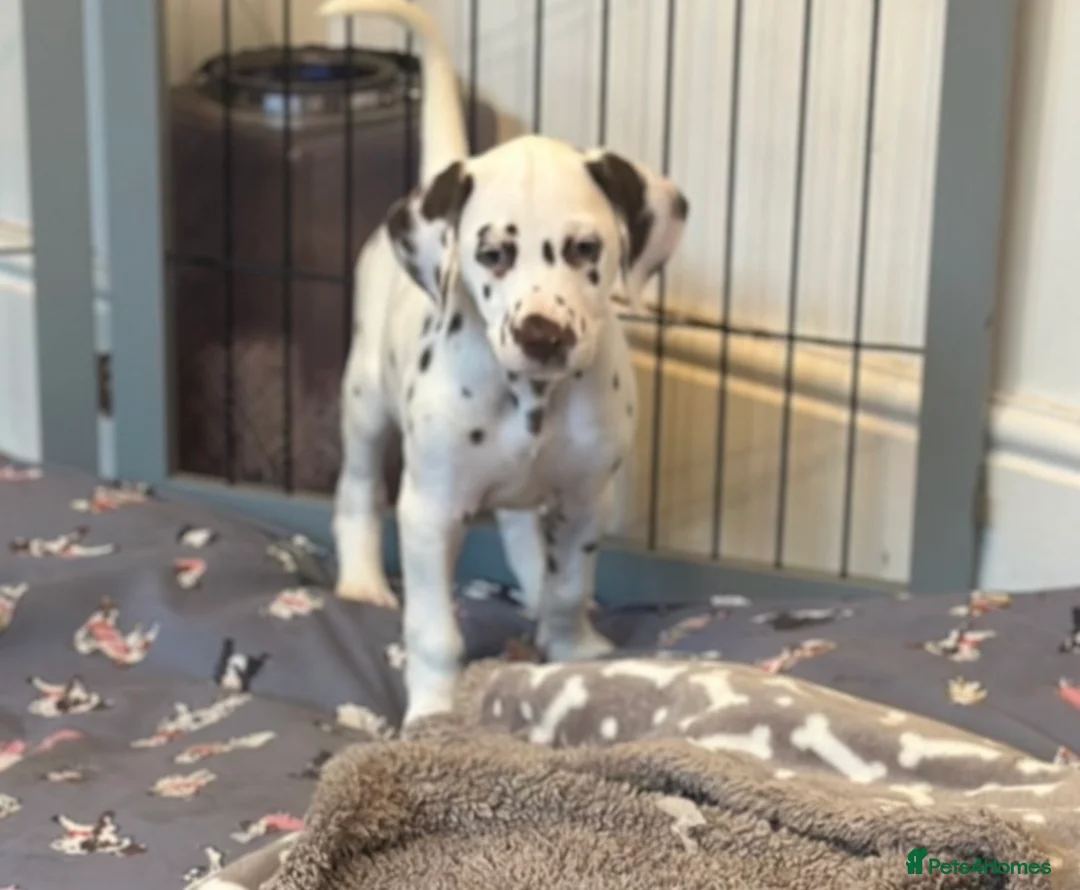Dalmatian dogs for sale: Only 1 boy available  - Advert 1