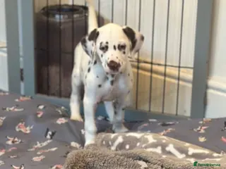 Dalmatian dogs Only 1 boy available - Advert 2