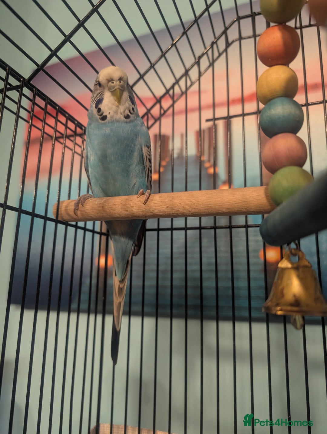 Budgerigars birds for sale: Male & Female pair of budgies  - Advert 6