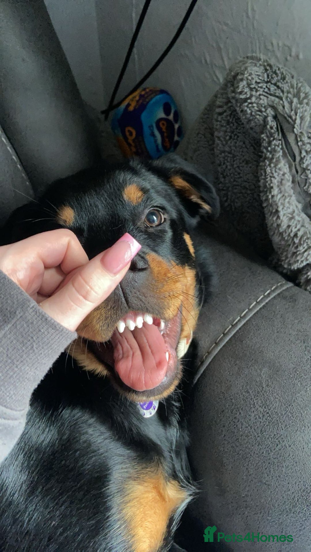 Rottweiler dogs for sale: 1 yr old Rottweiler - Image 2
