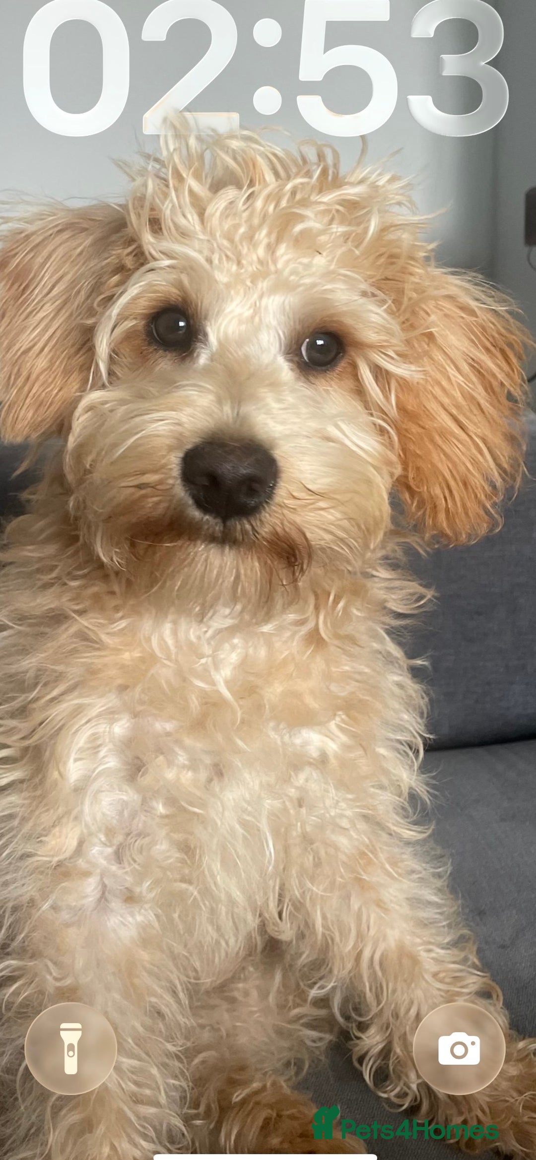 Schnoodle dogs for stud: Bruce  - Advert 4