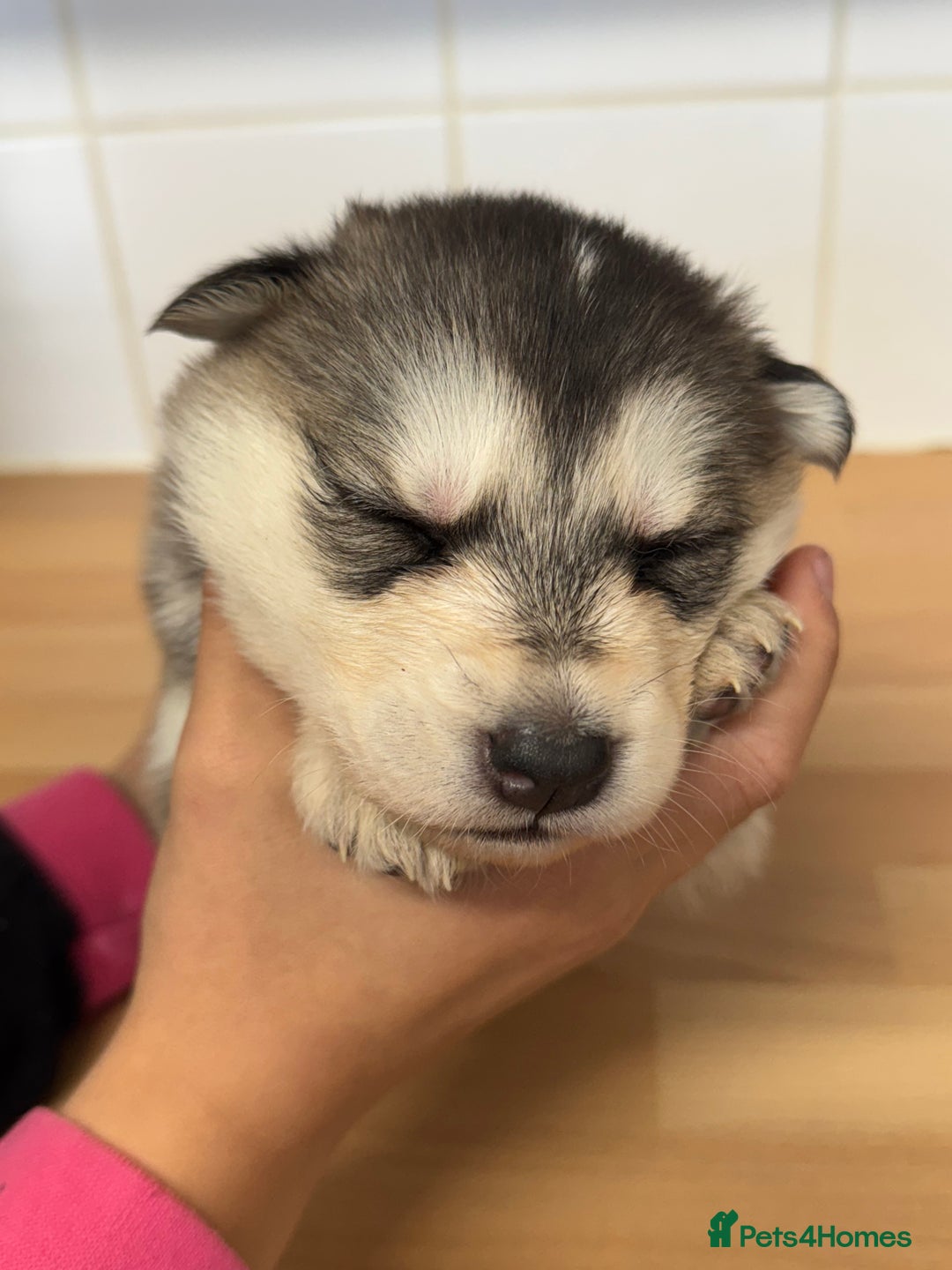 Shepsky dogs for sale: 7 beautiful Shepsky puppy’s available 🫶🏼 - Advert 5