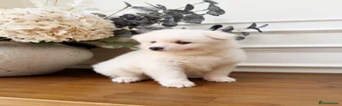Pomsky 2