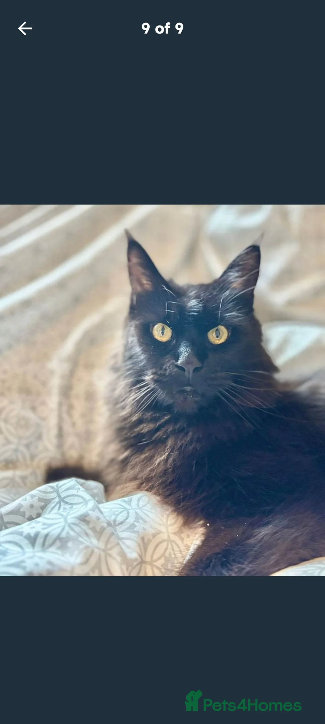 Maine Coon cats for sale: Lovely silver smoke Maine coon - Advert 6