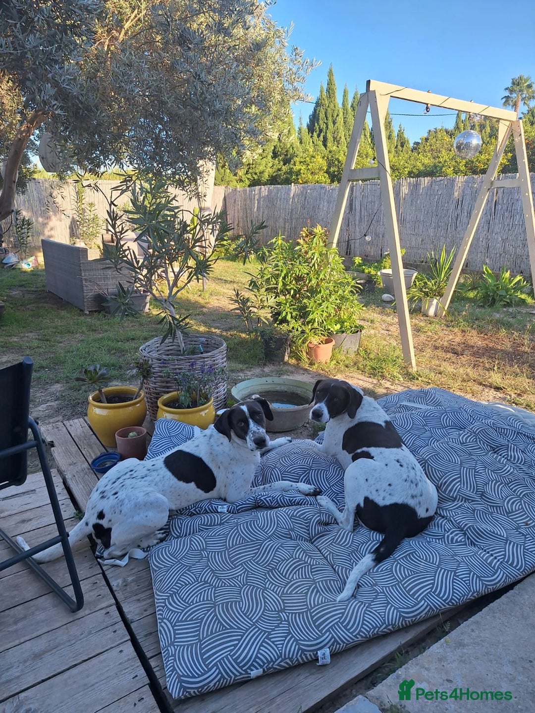 Pointer dogs for adoption: Coco and Luna - Advert 2