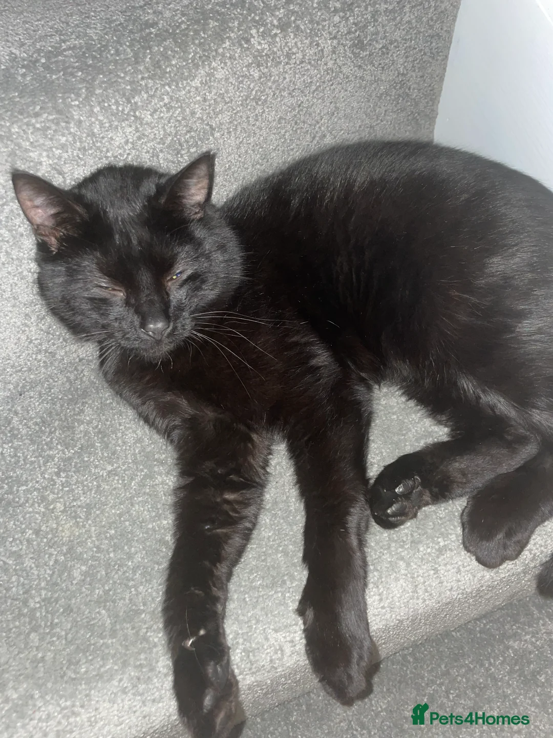 American Shorthair cats for sale: Two cats available  - Advert 4