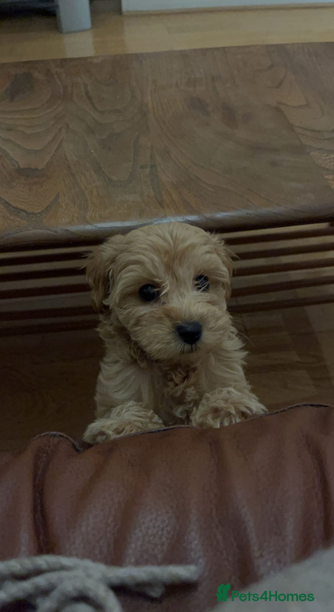 Toy Poodle dogs for stud: Leo health checked ✅  - Advert 2