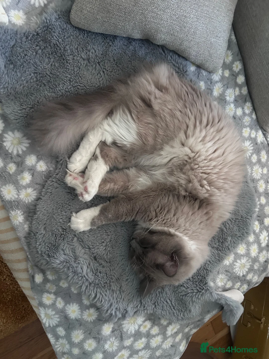 Ragdoll cats for stud: STUNNING BLUE MITTED MINK RAGDOLL FOR STUD - Advert 5