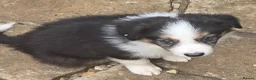 Border Collie dogs for sale: STUNNING HEALTH TESTED BORDER COLLIES in Huddersfield - Advert 17