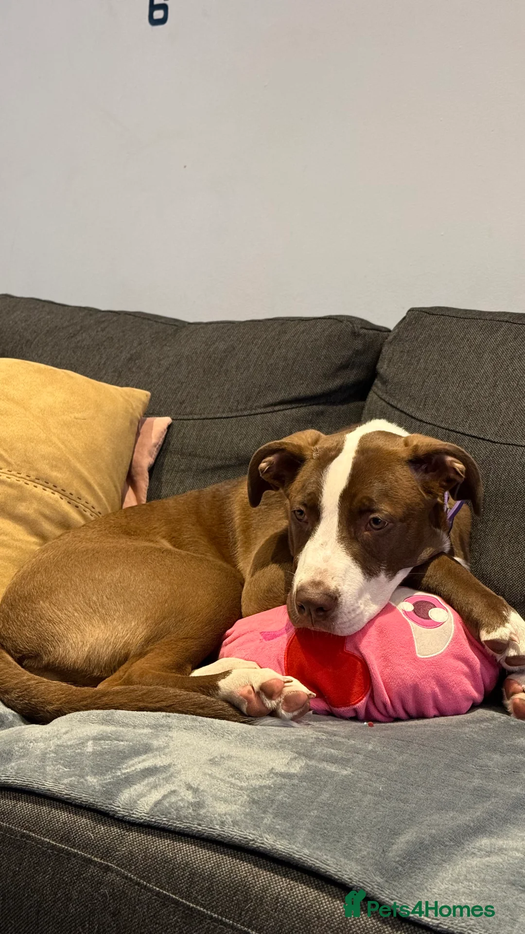 Staffordshire Bull Terrier dogs for sale: 🐶American Staffordshire Terrier 5 Months Female - Advert 3