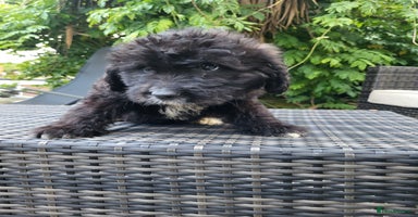 Mixed Breed dogs - Advert 13