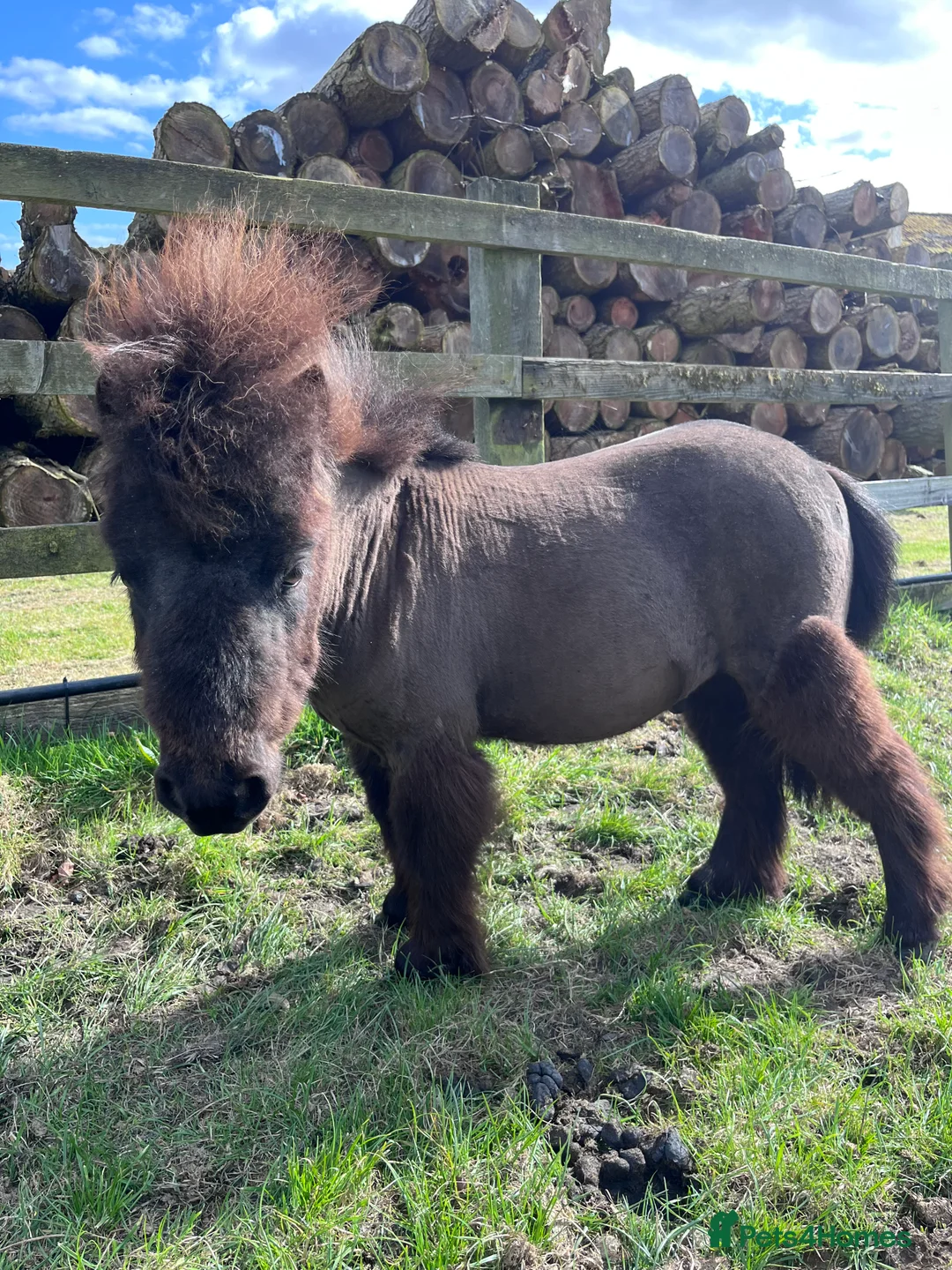 Shetland pony horses for sale: Shetland Pony - Advert 3
