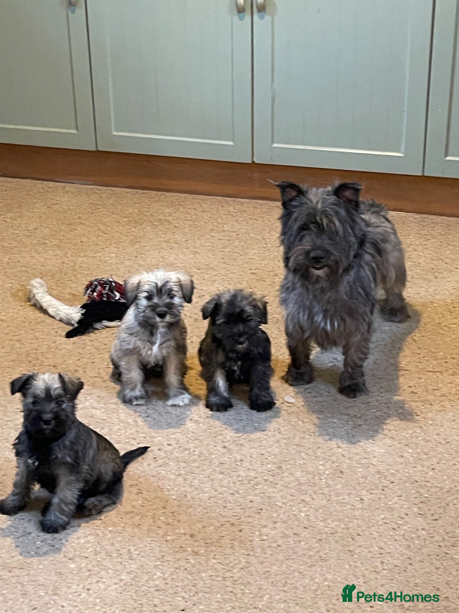Mixed Breed dogs Wauzer pups for sale. - Advert 9