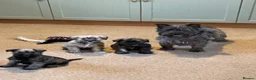 Mixed Breed dogs for sale: Wauzer pups for sale. - Advert 1