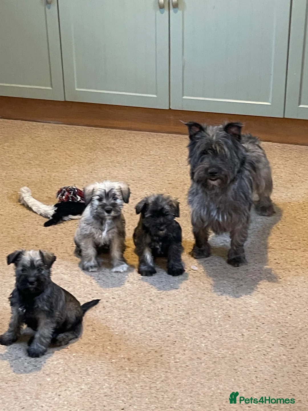 Mixed Breed dogs for sale: Wauzer pups for sale. - Advert 1