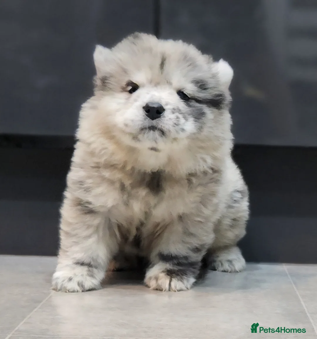 Chow Chow dogs for sale: Chow chow pedigree pups REDUCED!! - Advert 31