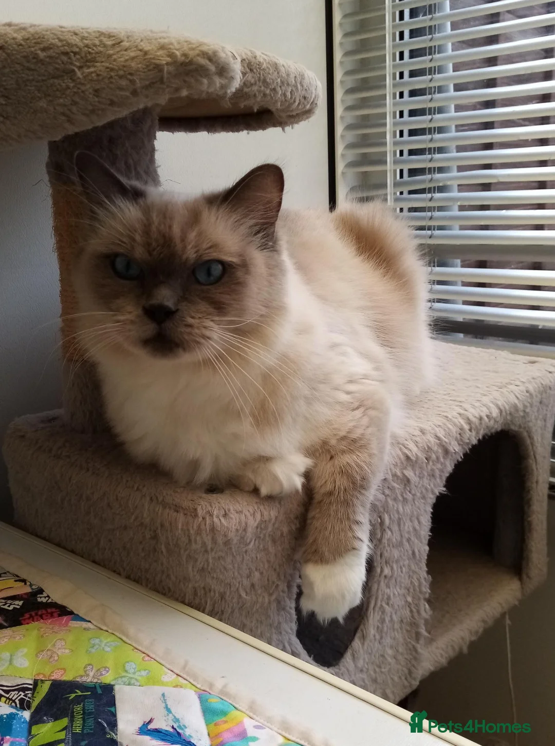 Ragdoll cats for sale: Ragdoll kittens for sale  - Advert 12
