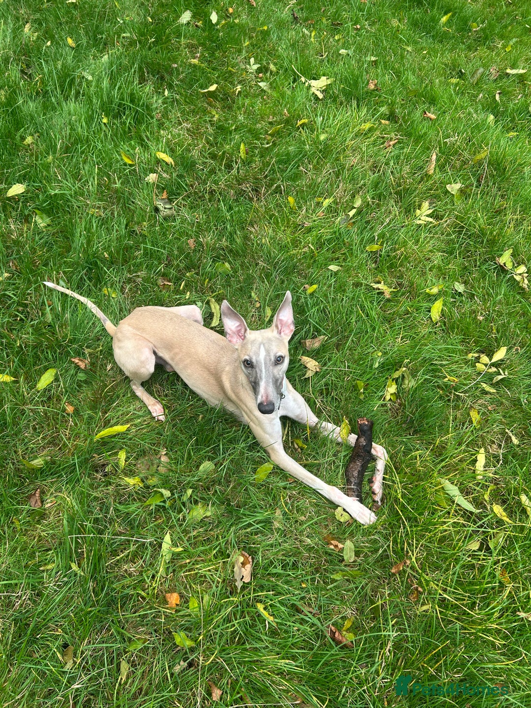 Whippet dogs for sale: 17 month old Male Whippet - Image 2