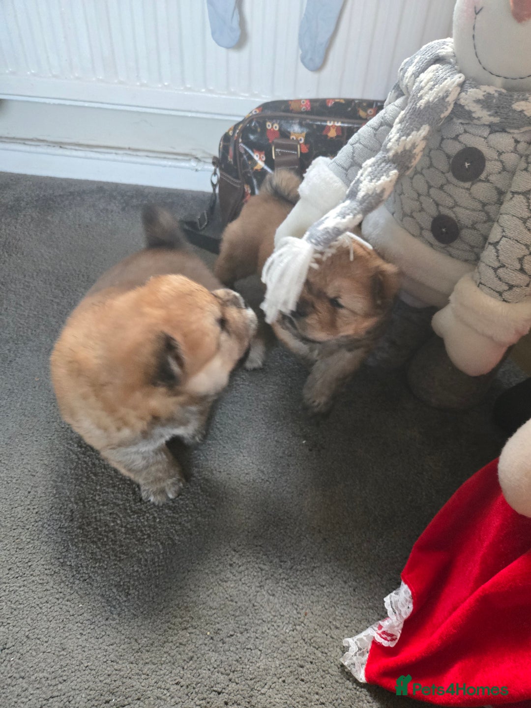 Chow Chow dogs for sale: Chow chow puppies - Advert 14