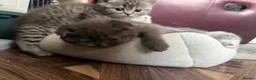 Scottish Fold cats for sale: Stunning British Shorthair/Scottish Fold Kittens🐾 in London - Advert 4