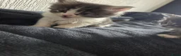 Maine Coon cats for sale: Maine coon - Advert 3