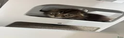 Scottish Fold cats for sale: Adorable Scottish Fold Kittens 💖 in Reigate - Advert 7