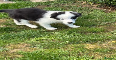 Border Collie dogs - Advert 1
