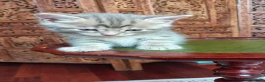 Siberian 1 Male 