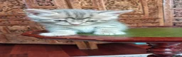 Siberian cats for sale: Cute mixed Siberian kittens in Dagenham - Advert 15
