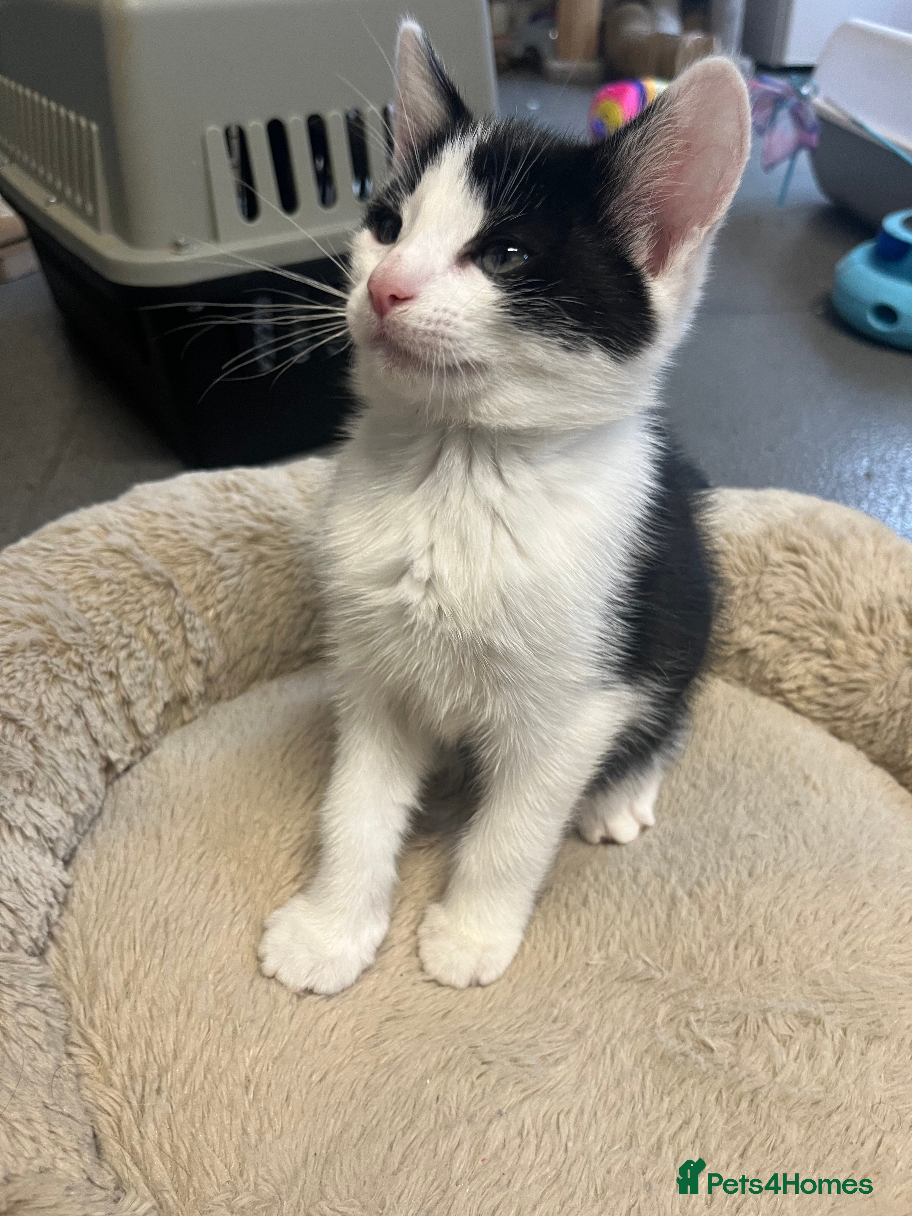 Mixed Breed cats Stunning 11 week old Tuxedo Male Kitten - Advert 4