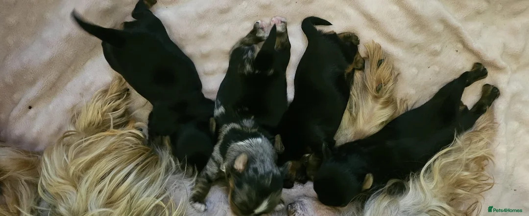 Yorkshire Terrier dogs for sale: Beautiful little Girl 💕Tiny Yorkshire Terrier  - Advert 30