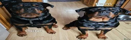 Rottweiler dogs for sale: Champion Bloodline German Rottweiler Puppies - Advert 20