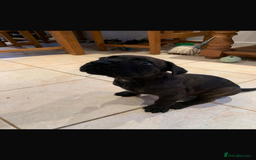 Cane Corso dogs for sale: Cane corso pups  - Image 12