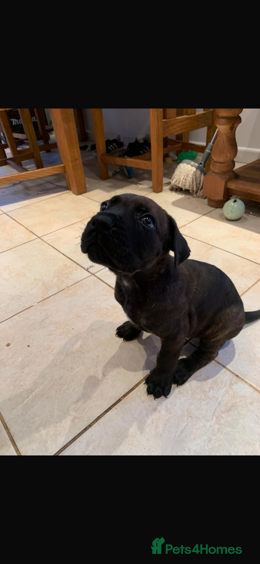 Cane Corso dogs for sale: Cane corso pups  - Image 12