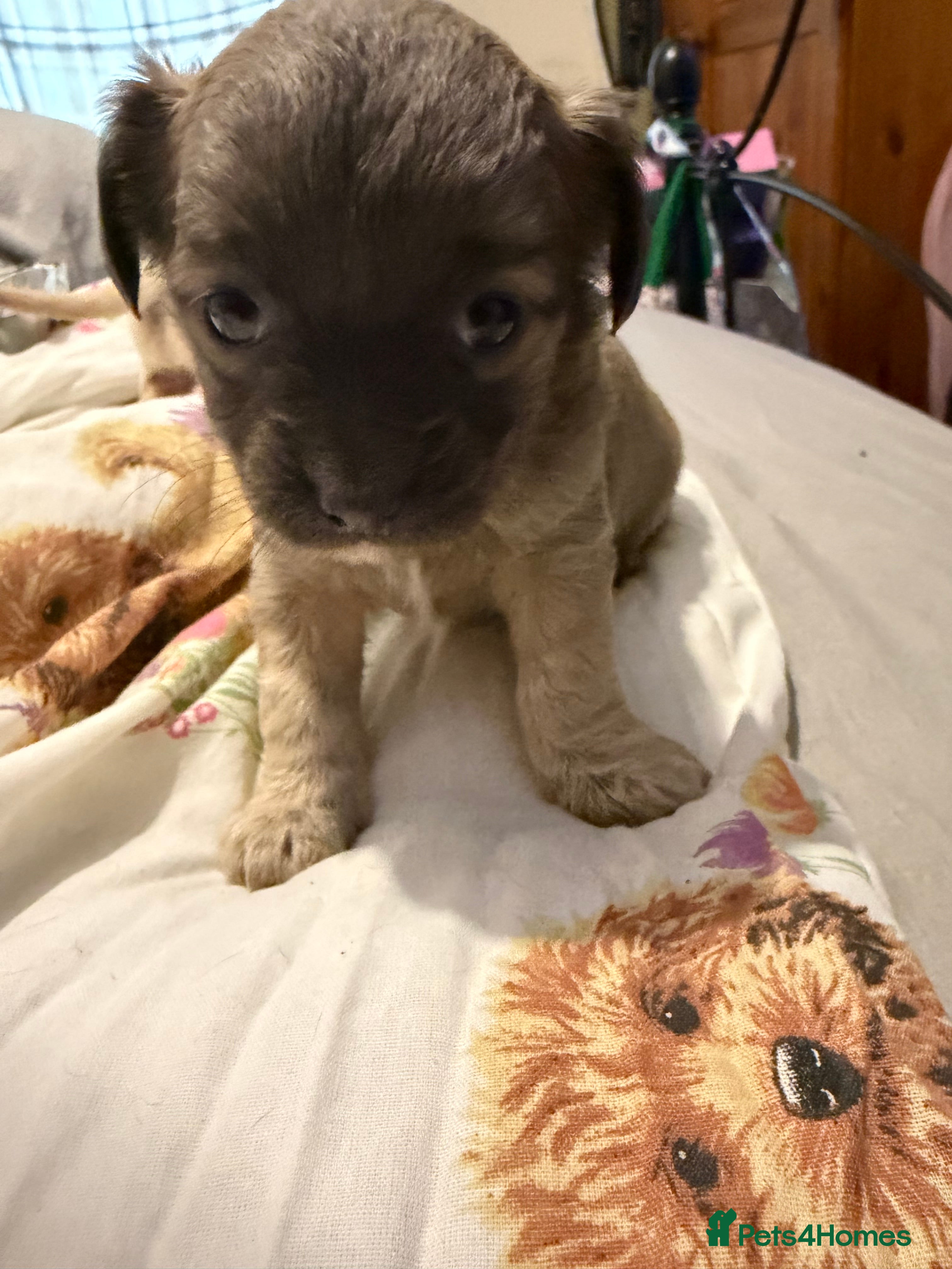 Mixed Breed dogs 3 beautiful mixed breed Chihuahuas  - Advert 4