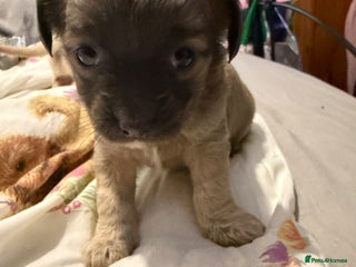 Mixed Breed dogs 3 beautiful mixed breed Chihuahuas - Advert 3