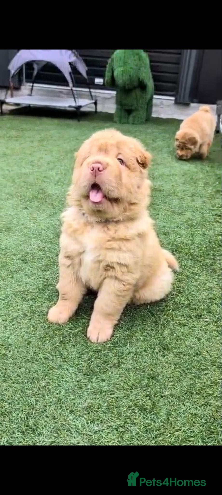 Shar Pei dogs Stunning Rare Shar Pei (Bear Coat) Pups - Advert 15