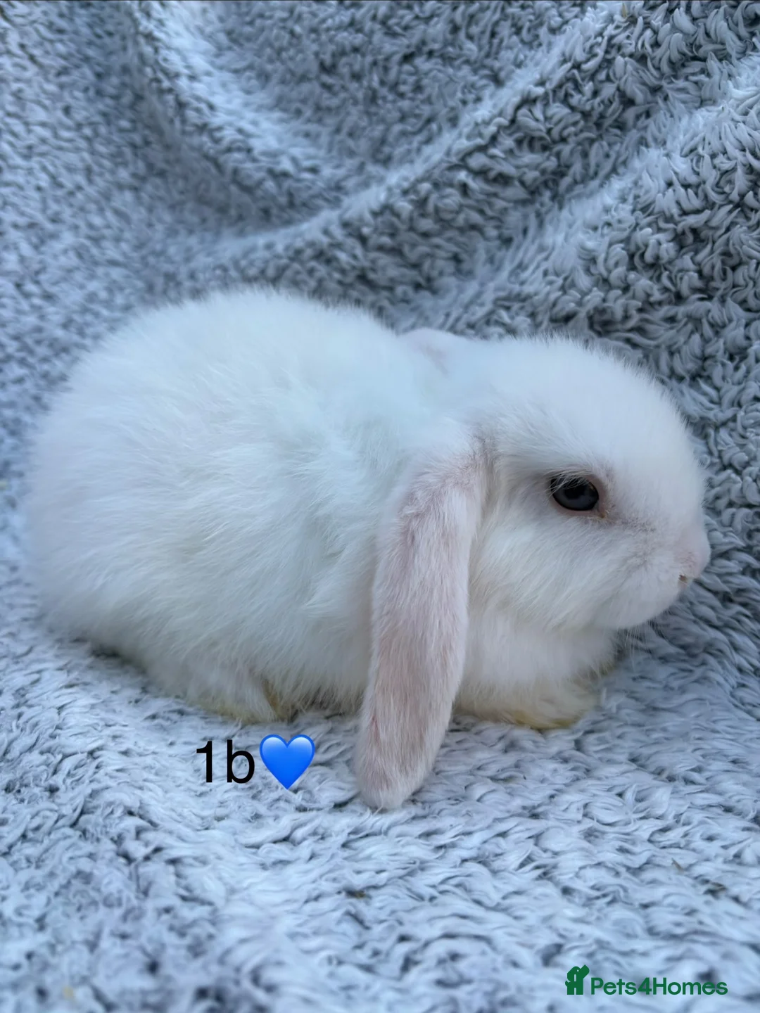 Mini Lop rabbits for sale: 5 bunnies available this weekend! - Advert 2