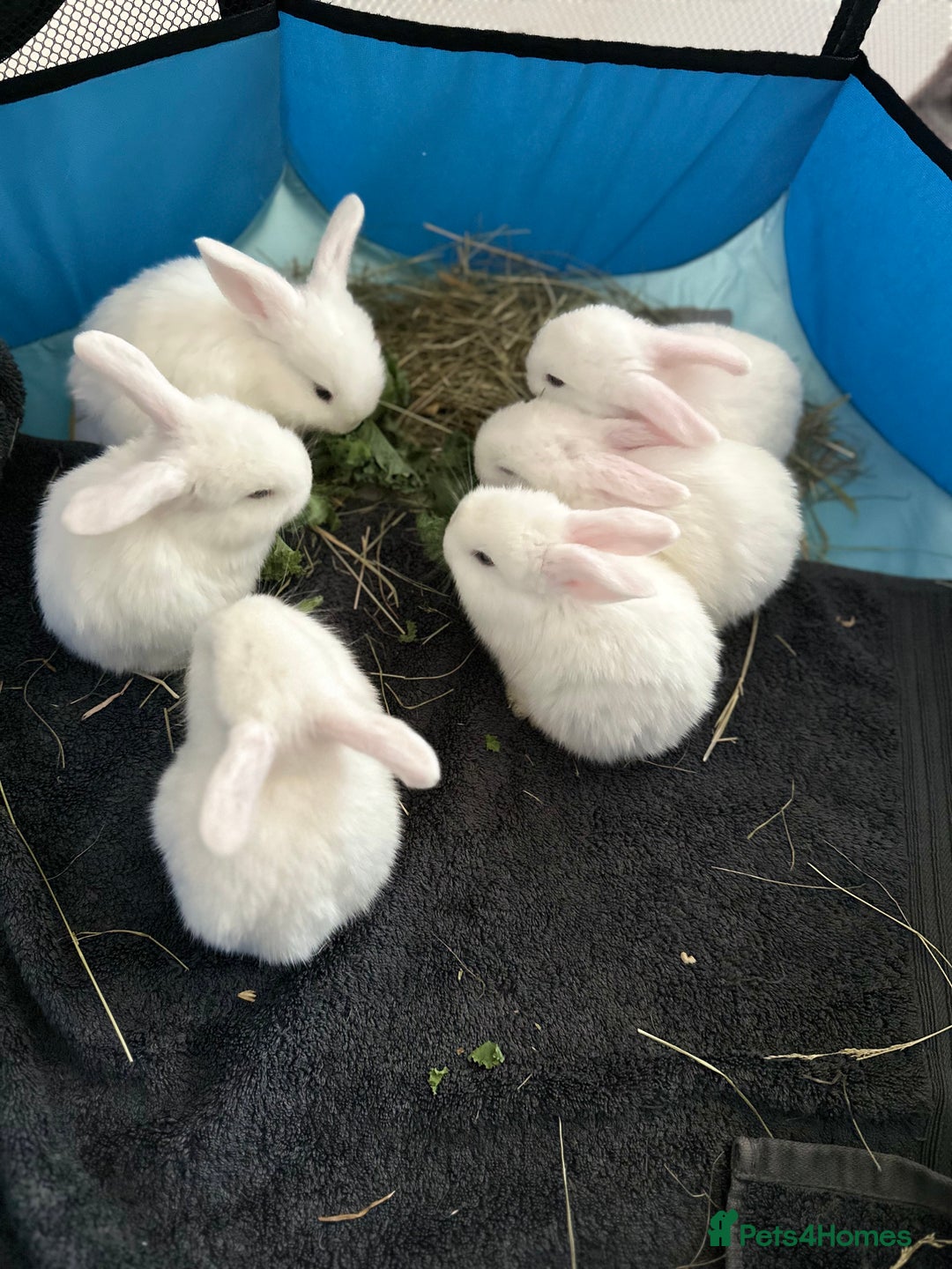 Mini Lop rabbits for sale: Adorable Baby Bunnies🥰- Mini Lops Mixed  - Image 3