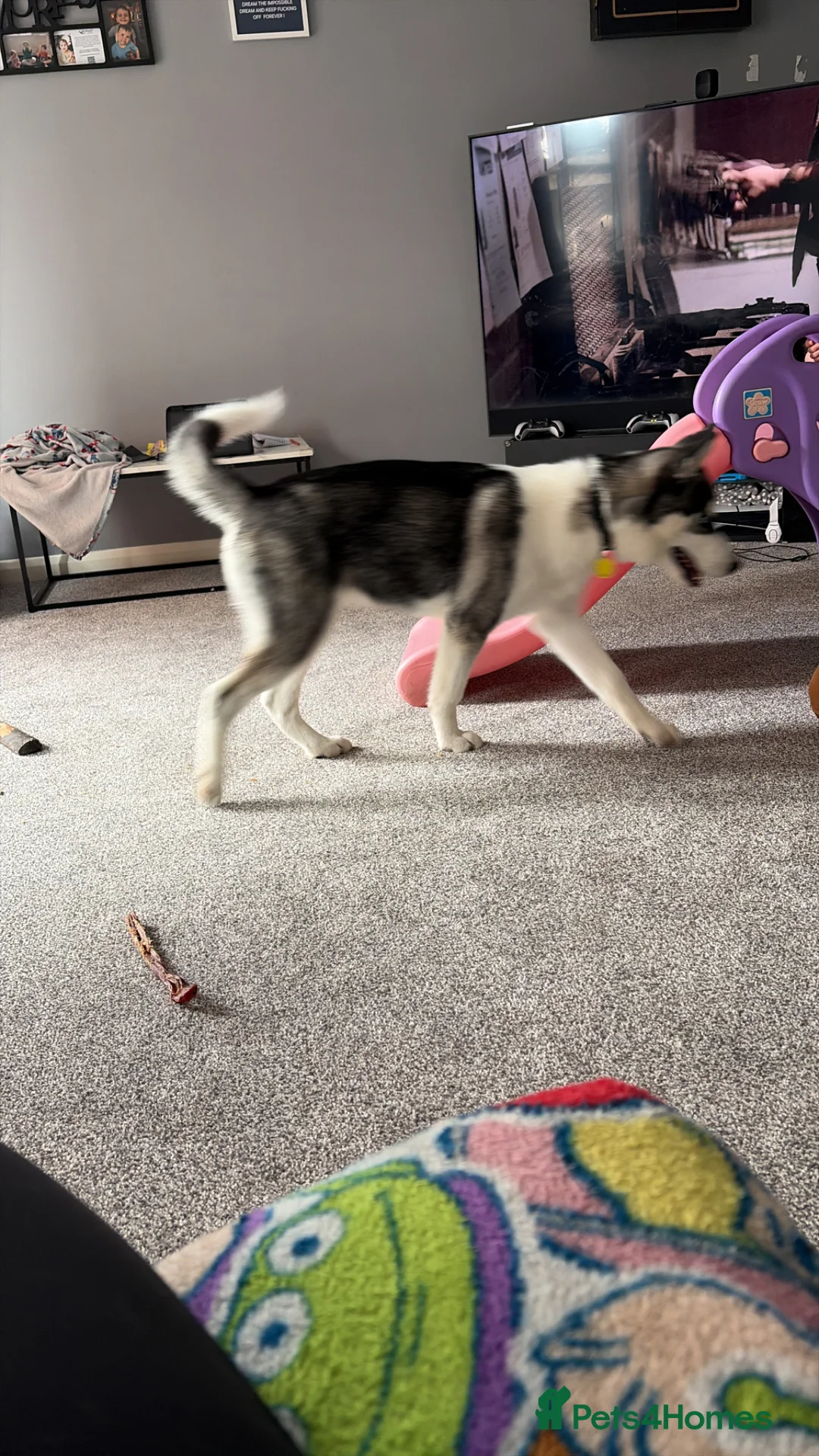 Siberian Husky dogs for sale: This is Bruce  - Advert 3