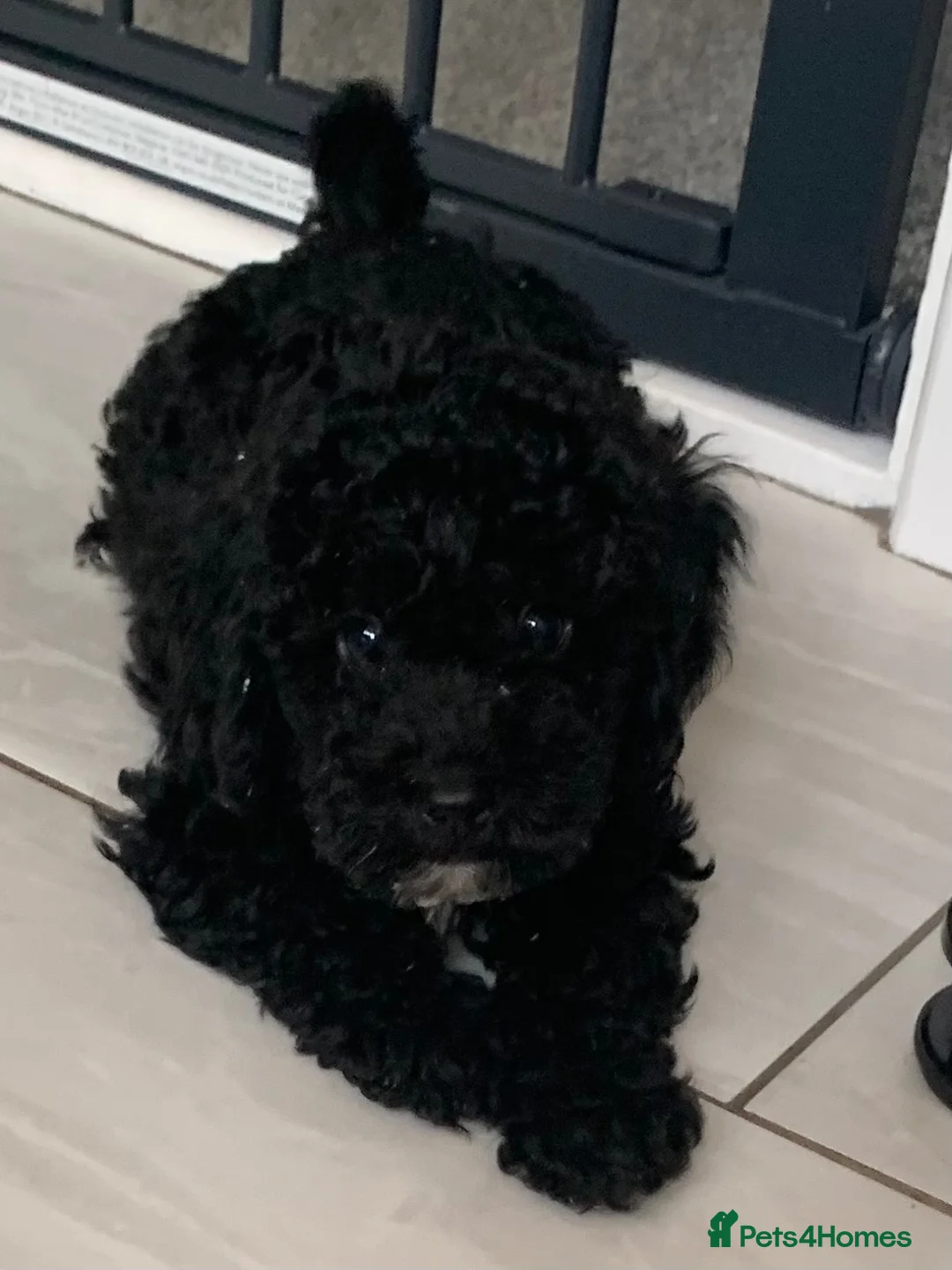 Cockapoo dogs for sale: Amazing DNA/BVA CLEAR mini cockapoo puppies  - Advert 2
