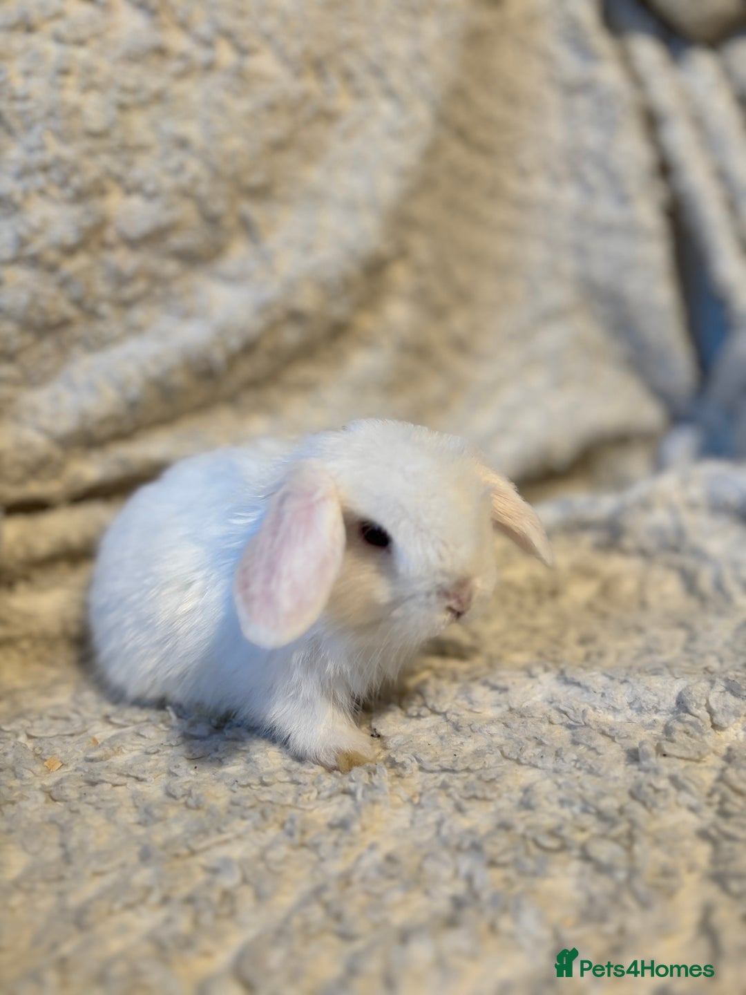 Mini Lop rabbits for sale: Mini lop babies 🫶🏻 ready to reserve ✨ - Image 7
